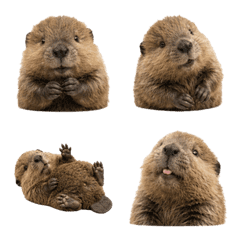 baby beaver 3