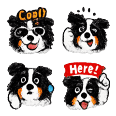 邊境牧羊犬Kelly