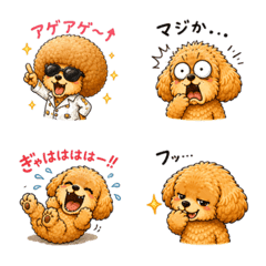 Fluffy Poodle's Daily Life