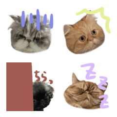 qjamwupjadmwvja