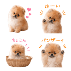 Pomeranian Puppy emoji