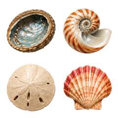 海灘貝殼 3D