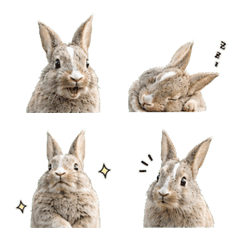 Grace the Rabbit Emojis