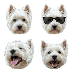 "Westie terrier"[Emoji] #1