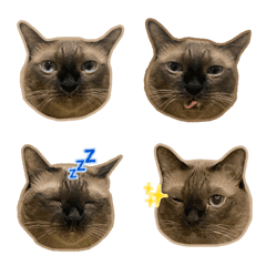 ODIN THE CAT