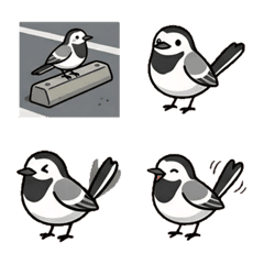 White Wagtail
