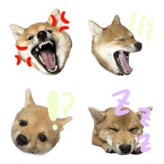 qjantpjadmukadk