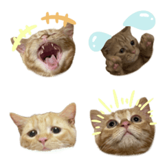 pgjamtqgjadmwutko
