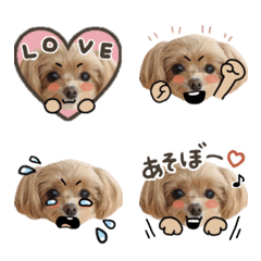 chihuapoo_kurumi2