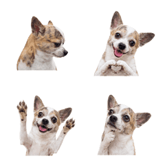 Mali Dog
