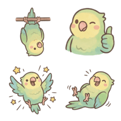 Round & Chubby Parakeets