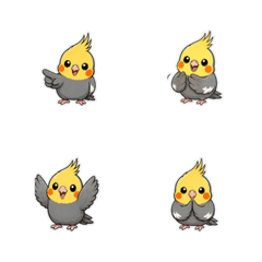 玄鳳鸚鵡小手回覆1