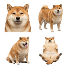 萬丸柴犬真人表演