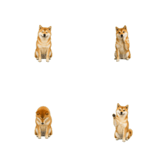 柴犬小手回覆1