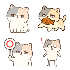 Cute Exotic Shorthair cat Emoji