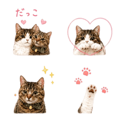 hamachibi