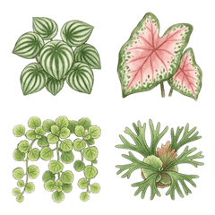 【滿盆植感】綠意蔓延,大吉大「綠」