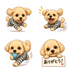 Cute Maltipoo ROB