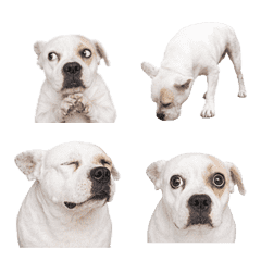 Yogurt Dog