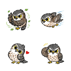 鳳頭蒼鷹