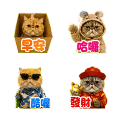 胖胖樂樂表情貼