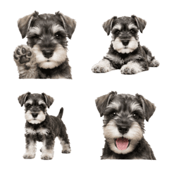 Mini Schnauzer Puppy Emoji