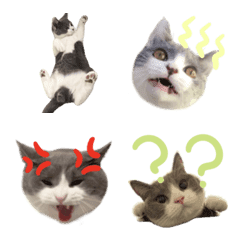 pgadmujdmtprbm