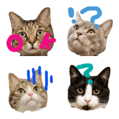 meow meow.