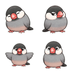 文鳥沮喪無字1A