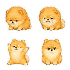 博美犬發呆臉1A