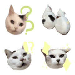 pjadmujdmmujdjtk