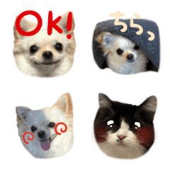 pjadwtpgjdmutja