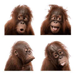 Baby Orangutan Pack