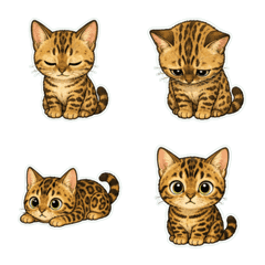 孟加拉貓發呆臉1A