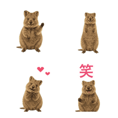 (Move Emoji)Happy Animal_Quokka Wallaby2
