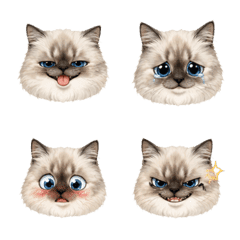 Weird Baby Cat