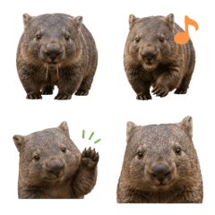 ぼくはウォンバット