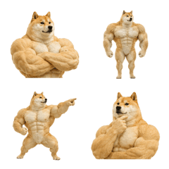 MUSCLE SHIBA