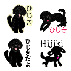 黒トイプーのひじきちゃん