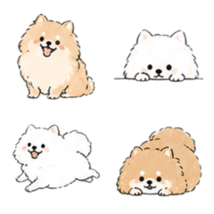 Outplays Pomeranian