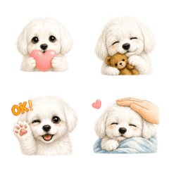 Cute dog:Maltese
