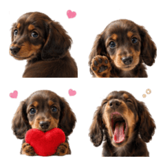 Daily Miniature Dachshund2
