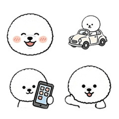 Cute and adorable Bichon Frise!