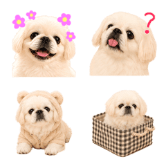 Fluffy White Pekingese