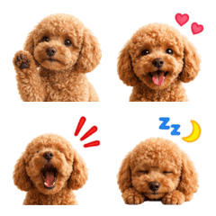 Realistic! Fluffy Tiny Poodle2