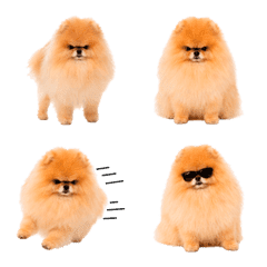 おこポメ