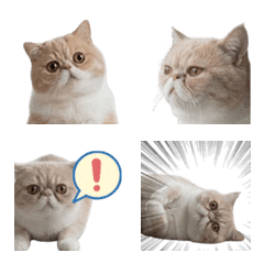 Too real cat emoji vol.3