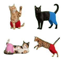 Cats in Leggings