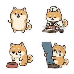 可愛柴犬的每天日常