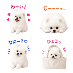 Pompom Pomeranian Miniature Collection2
